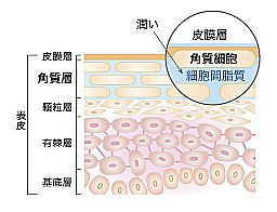 角質層の奥まで美容液成分が届いて、しっかり美白ケア（イメージ図）