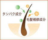ハリ・コシのある髪へ整える。